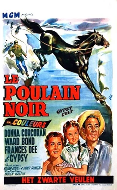 Le poulain noir (1954)